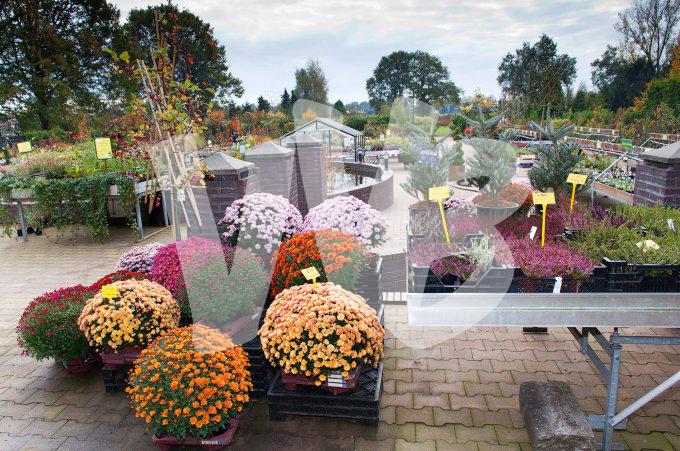 bloemen en planten vvbvanbree     1152